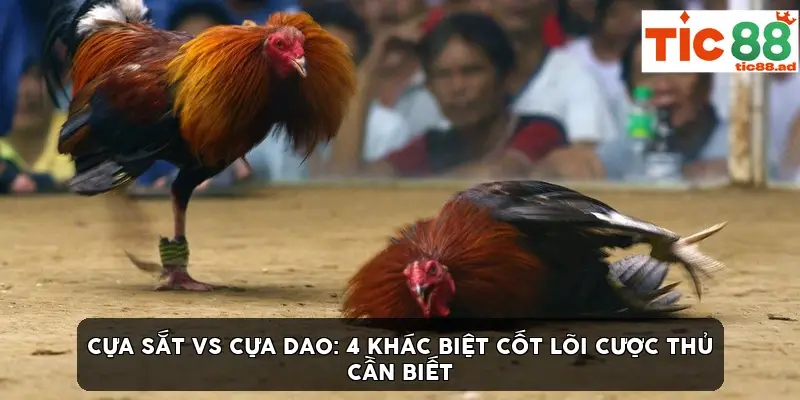 Cựa sắt vs cựa dao: 4 khác biệt cốt lõi cược thủ cần biết